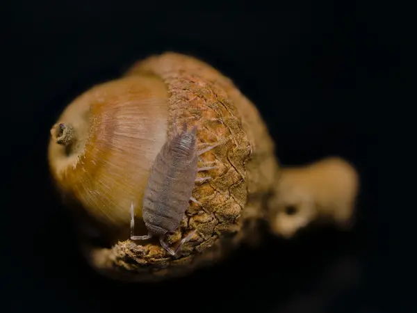 






  
    
  
  
    
  
  


Complex Porcellionides pruinosus
<br>
<br>


  2022-12-07
  <br>



  <a href="
  https://www.inaturalist.org/observations/143853638
  " style="color: #0087ff; text-decoration: underline;">iNaturalist observation</a>
  <br>



  ©️2022 Ben Gruver

<br>
License: <a href="https://creativecommons.org/licenses/by-nc/4.0/" style="text-decoration: underline;">CC BY-NC 4.0</a> 






