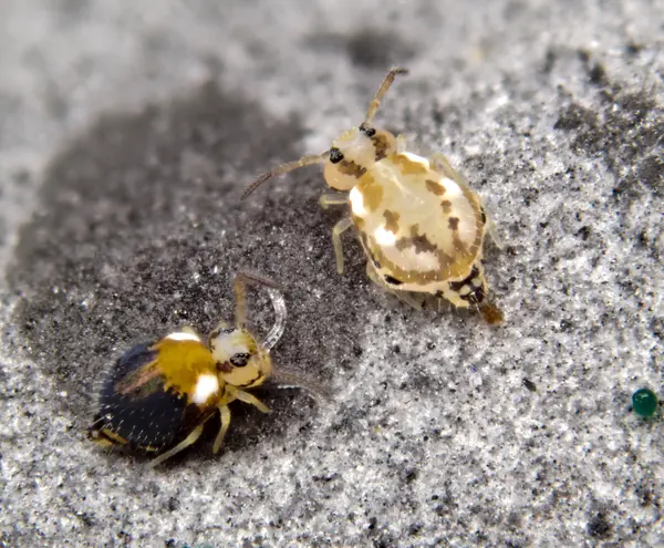 






  
    
  
  
    
  
  


Prorastriopes coalingaensis
<br>
<br>


  2023-07-06
  <br>



  <a href="
  https://www.inaturalist.org/observations/171501728
  " style="color: #0087ff; text-decoration: underline;">iNaturalist observation</a>
  <br>



  ©️2023 Ben Gruver

<br>
License: <a href="https://creativecommons.org/licenses/by-nc/4.0/" style="text-decoration: underline;">CC BY-NC 4.0</a> 






