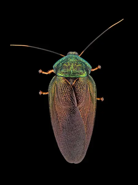 






  
    
  
  
  


Pseudoglomeris magnifica, mature male
<br>
<br>


  2024-03-31
  <br>





  ©️2024 Ben Gruver

<br>
License: <a href="https://creativecommons.org/licenses/by-nc/4.0/" style="text-decoration: underline;">CC BY-NC 4.0</a> 






