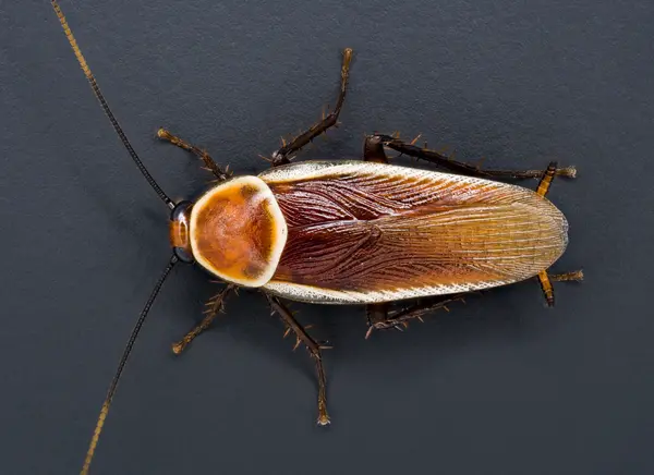 






  
    
  
  
  


Pseudomops septentrionalis, mature male
<br>
<br>


  2023-03-30
  <br>





  ©️2023 Ben Gruver

<br>
License: <a href="https://creativecommons.org/licenses/by-nc/4.0/" style="text-decoration: underline;">CC BY-NC 4.0</a> 






