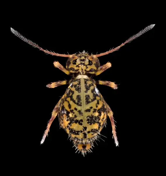 






  
    
  
  
  


Ptenothrix marmorata
<br>
<br>


  2024-01-21
  <br>





  ©️2024 Ben Gruver

<br>
License: <a href="https://creativecommons.org/licenses/by-nc/4.0/" style="text-decoration: underline;">CC BY-NC 4.0</a> 






