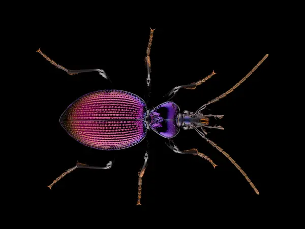 






  
    
  
  
    
  
  


Scaphinotus cavicollis
<br>
<br>


  2024-11-07
  <br>



  <a href="
  https://www.inaturalist.org/observations/250866160
  " style="color: #0087ff; text-decoration: underline;">iNaturalist observation</a>
  <br>



  ©️2024 Ben Gruver

<br>
License: <a href="https://creativecommons.org/licenses/by-nc/4.0/" style="text-decoration: underline;">CC BY-NC 4.0</a> 






