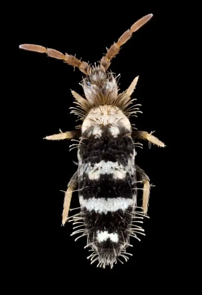 






  
    
  
  
  


Seira #13
<br>
<br>


  2023-11-30
  <br>





  ©️2023 Ben Gruver

<br>
License: <a href="https://creativecommons.org/licenses/by-nc/4.0/" style="text-decoration: underline;">CC BY-NC 4.0</a> 






