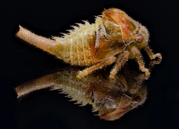 






  
    
  
  
    
  
  


Smiliini sp.
<br>
<br>


  2023-04-19
  <br>



  <a href="
  https://www.inaturalist.org/observations/155683350
  " style="color: #0087ff; text-decoration: underline;">iNaturalist observation</a>
  <br>



  ©️2023 Ben Gruver

<br>
License: <a href="https://creativecommons.org/licenses/by-nc/4.0/" style="text-decoration: underline;">CC BY-NC 4.0</a> 






