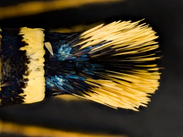 






  
    
  
  
    
  
  


Synanthedon arkansasensis
<br>
<br>


  2023-06-22
  <br>



  <a href="
  https://www.inaturalist.org/observations/168793569
  " style="color: #0087ff; text-decoration: underline;">iNaturalist observation</a>
  <br>



  ©️2023 Ben Gruver

<br>
License: <a href="https://creativecommons.org/licenses/by-nc/4.0/" style="text-decoration: underline;">CC BY-NC 4.0</a> 






