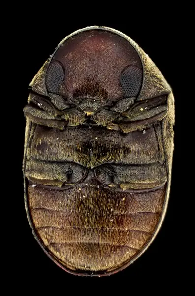 






  
    
  
  
    
  
  


Tricorynus sp.
<br>
<br>


  2024-03-03
  <br>



  <a href="
  https://www.inaturalist.org/observations/201227085
  " style="color: #0087ff; text-decoration: underline;">iNaturalist observation</a>
  <br>



  ©️2024 Ben Gruver

<br>
License: <a href="https://creativecommons.org/licenses/by-nc/4.0/" style="text-decoration: underline;">CC BY-NC 4.0</a> 






