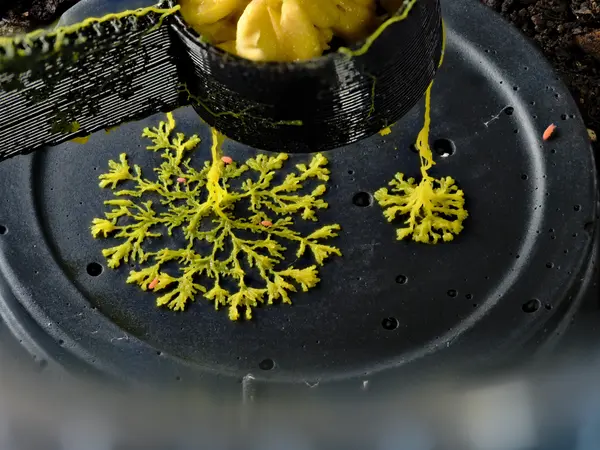 






  
    
  
  
  


Physarum polycephalum and Vitronura giselae
<br>
<br>


  2024-04-11
  <br>





  ©️2024 Ben Gruver

<br>
License: <a href="https://creativecommons.org/licenses/by-nc/4.0/" style="text-decoration: underline;">CC BY-NC 4.0</a> 






