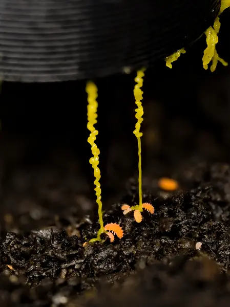 






  
    
  
  
  


Vitronurae giselae feeding on slime mold falling from a suspended feeder
<br>
<br>


  2024-01-24
  <br>





  ©️2024 Ben Gruver

<br>
License: <a href="https://creativecommons.org/licenses/by-nc/4.0/" style="text-decoration: underline;">CC BY-NC 4.0</a> 






