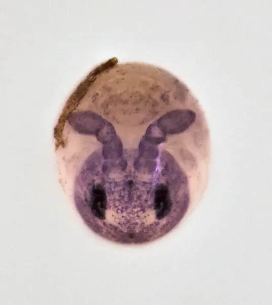 






  
    
  
  
  


Isotoma springtail egg @ 20x with Laowa Aurogon
<br>
<br>


  2025-01-15
  <br>





  ©️2025 Ben Gruver

<br>
License: <a href="https://creativecommons.org/licenses/by-nc/4.0/" style="text-decoration: underline;">CC BY-NC 4.0</a> 






