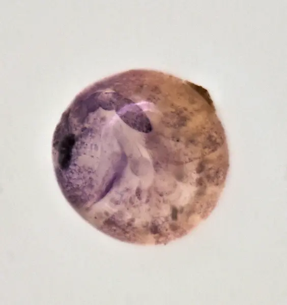 






  
    
  
  
  


Isotoma springtail egg @ 20x with Laowa Aurogon
<br>
<br>


  2025-01-15
  <br>





  ©️2025 Ben Gruver

<br>
License: <a href="https://creativecommons.org/licenses/by-nc/4.0/" style="text-decoration: underline;">CC BY-NC 4.0</a> 






